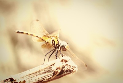 Dragon-Fly-Early-Bird